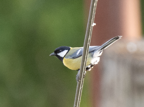 Great Tit