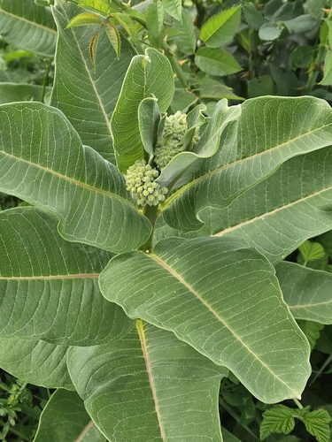 common milkweed