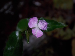 Tradescantia poelliae