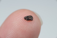 Leanobium flavomaculatum