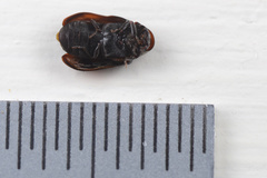 Leanobium flavomaculatum