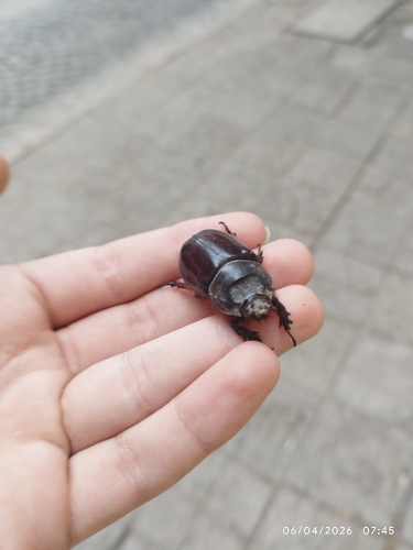 Greek rhinoceros beetle