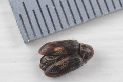 Leanobium flavomaculatum