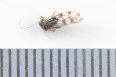 Propsocus pulchripennis
