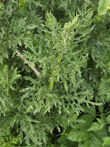 Hoary Ragwort