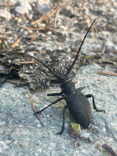 Morimus asper, Cascate Chiusa di Pesio, Chiusa di Pesio, Piedmont, IT, photo 8 of 10
