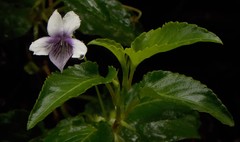 Viola scandens