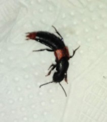 Platydracus phoenicurus