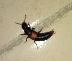 Platydracus phoenicurus