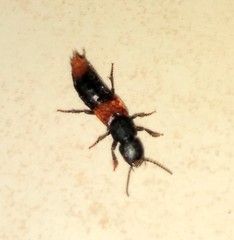 Platydracus phoenicurus