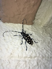 Anoplophora oshimana