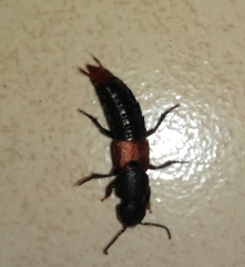 Platydracus phoenicurus