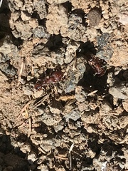Pogonomyrmex huachucanus