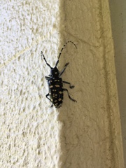 Anoplophora oshimana