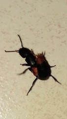 Platydracus phoenicurus