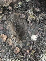 Pogonomyrmex huachucanus