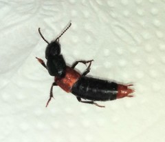 Platydracus phoenicurus