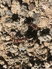 Pogonomyrmex huachucanus