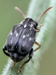 Meibomeus musculus