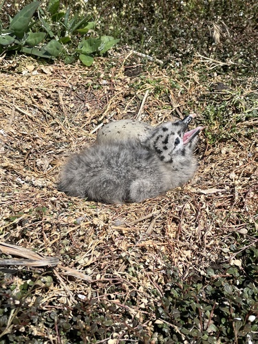 iNaturalist: (c) Christine McCormack, some rights reserved (CC BY-NC), uploaded by Christine McCormack iNaturalist image