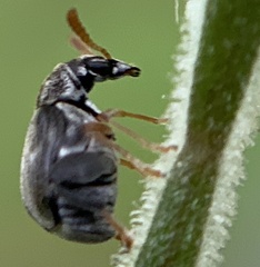 Meibomeus musculus