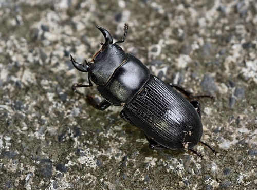 Dorcus hirticornis clypeatus