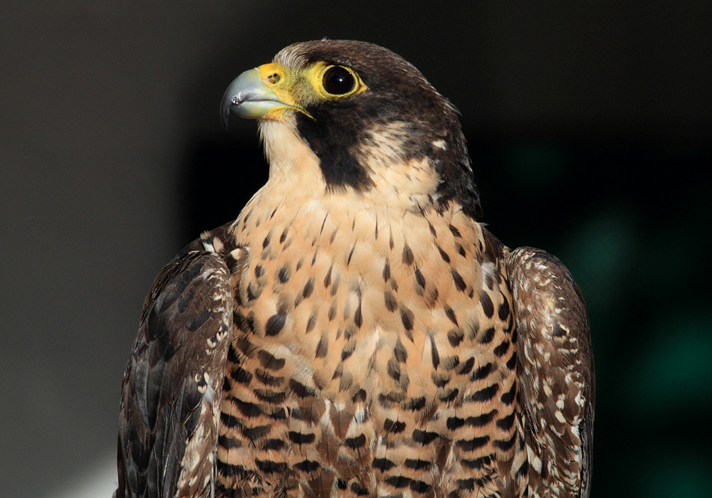 Peregrine Falcon (More Mesa Bird Guide) · iNaturalist Canada
