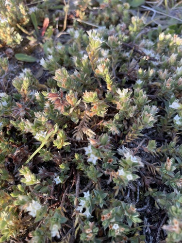 Pimelea lyallii observed 2026-01-04