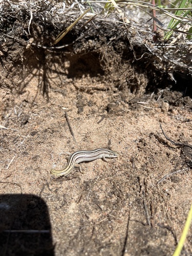 Northern Many-lined Skink