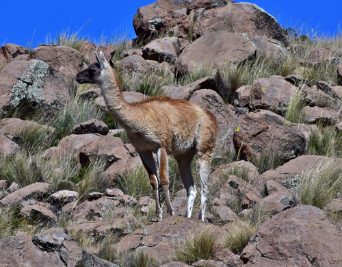 Lama guanicoe cacsilensis