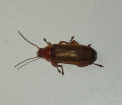 Osphya bipunctata