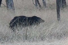 Melursus ursinus ursinus