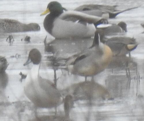 iNaturalist image