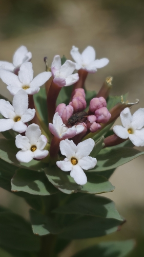 Chinese Stellera