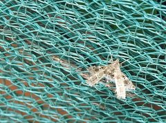 Nosphistica bisinuata