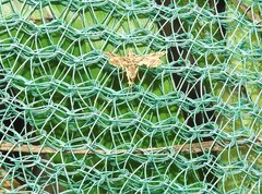 Nosphistica bisinuata