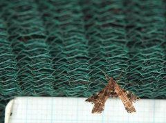 Nosphistica bisinuata