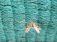 Nosphistica bisinuata