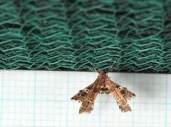 Nosphistica bisinuata