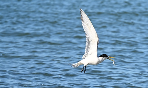 iNaturalist: (c) palacenut, some rights reserved (CC BY-NC) iNaturalist image