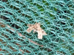 Nosphistica bisinuata