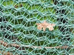 Nosphistica bisinuata