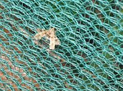 Nosphistica bisinuata