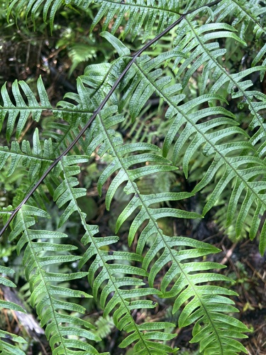 Pteris terminalis observed 2026-06-03