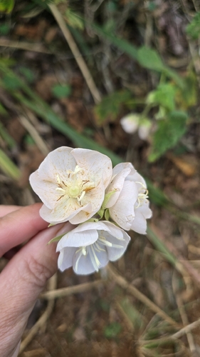 Pink Dombeya