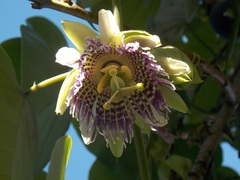 Passiflora ligularis