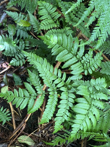 Marattia douglasii observed 2026-06-03