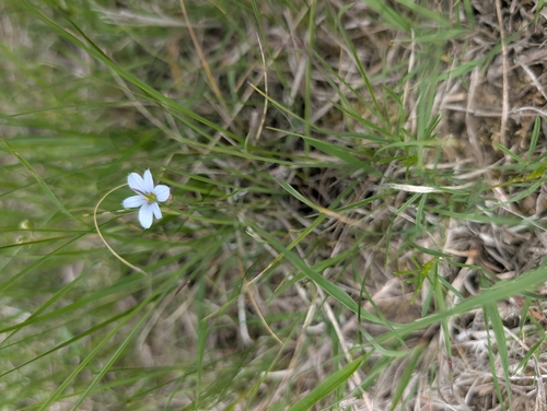 Sisyrinchium campestre, photograph 4