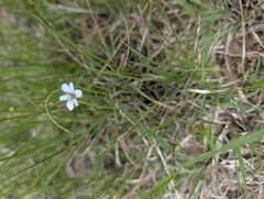 Sisyrinchium campestre, photograph (c) Jeff Hansen, some rights reserved (CC BY)