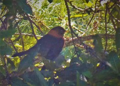 Turdus rufitorques